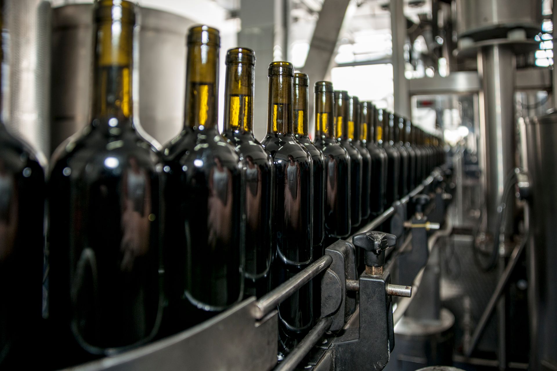 Unlabelled glass bottles moving along a bottling line