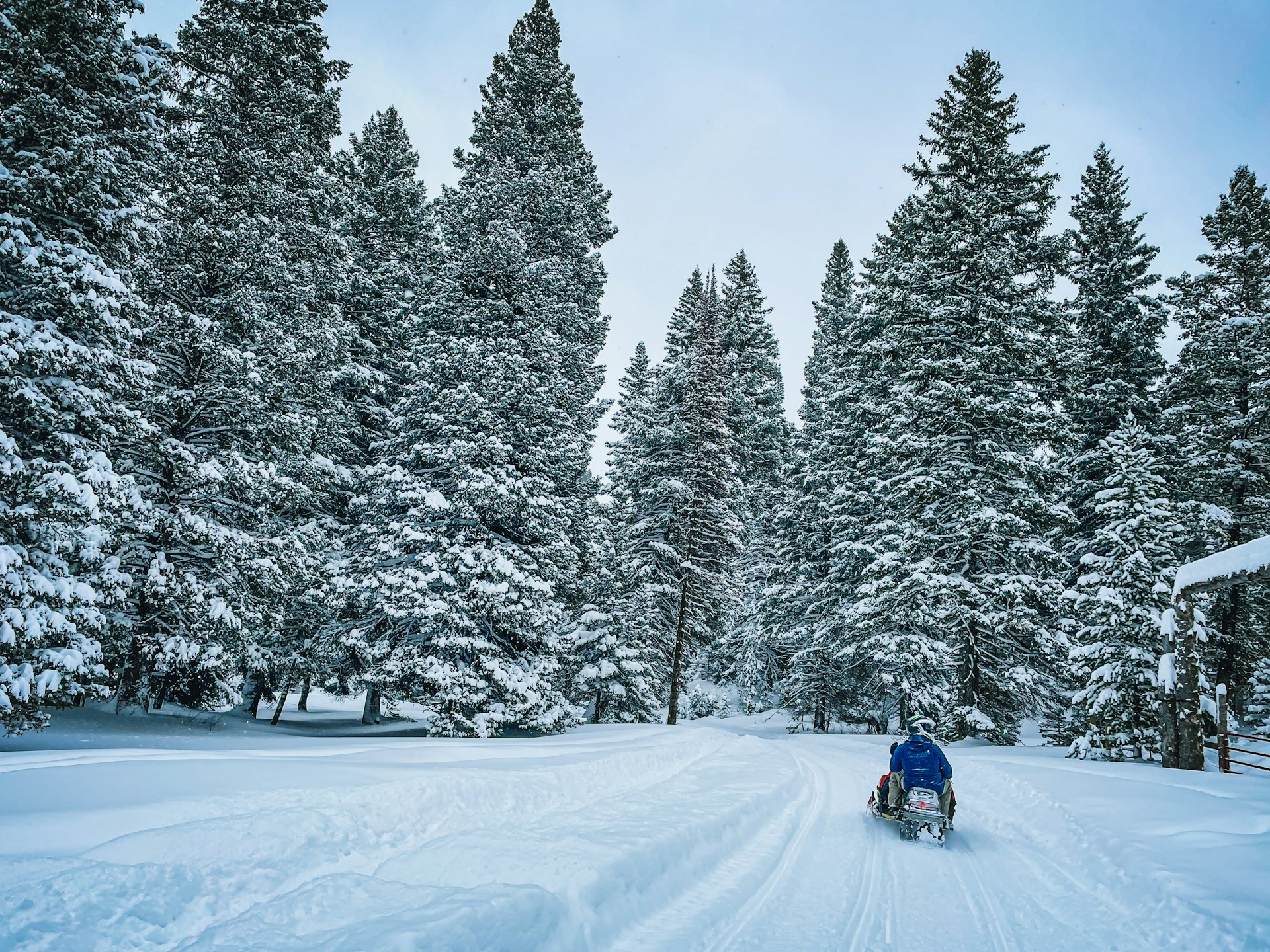 Snowmobile on a groomed trail through snow-covered evergreens